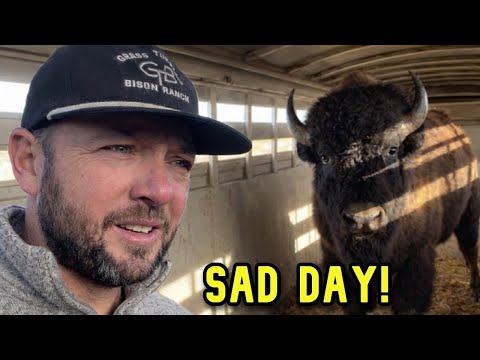 Tested Our Bulls...I Didn't Want To Hear This!