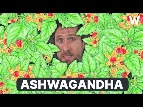 Brauchen wir Ashwagandha? Unabhängige Fakten zu Hype und Nutzen bei Stress, Angst & Muskelaufbau!