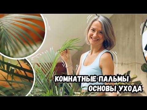 Комнатные пальмы - основы и секреты ухода