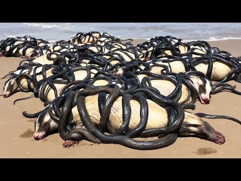 Releasing Thousands of Honey Badgers to Florida Is Beyond the Edge of Madness