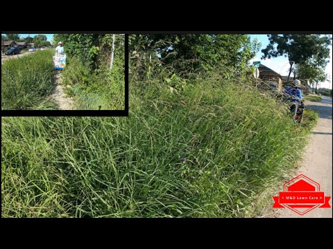 No One Could Walk Near This NIGHTMARE Of a Yard So We Cut It For FREE (worst curb appeal ever)