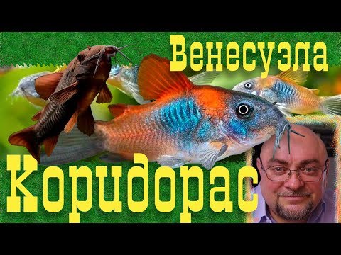 Аквариумные рыбки. Коридорасы Венесуэла.