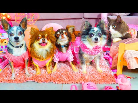 24 ЧАСА В ОДНОМ ЦВЕТЕ ГЛАЗАМИ ПИТОМЦЕВ! ДЕНЬ РОЖДЕНИЯ СОБАКИ СОФИ