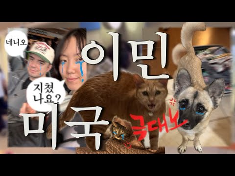 Moving to America with 2 cats and 1 dog