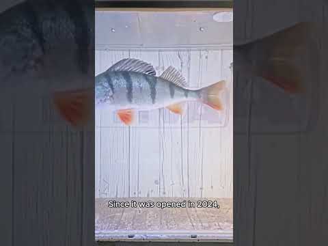 Why Sweden built a tunnel for fish