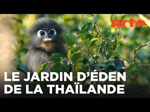 Kui Buri, un écrin sauvage en Thaïlande | ARTE Évasion
