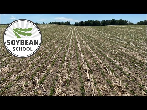 Soybean School: Planting no till soys after a BIG corn crop