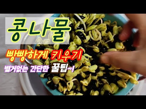 [콩나물기르기]절대실패할수없는 콩나물키우기/콩나물 잘키우는꿀팁/서리태로 콩나물기르기/How to Grow Bean Sprouts.