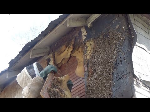 Another monster beehive removal and the agony of defeat.