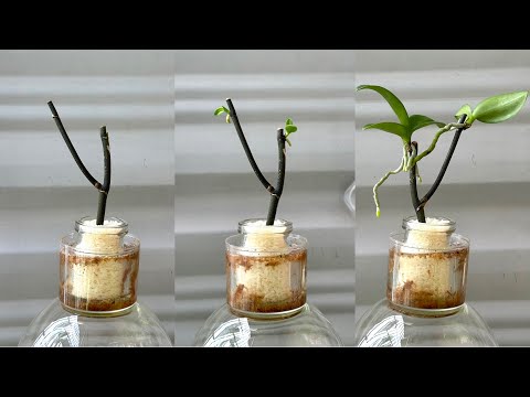 Just Rice! Orchid plants grow on branches immediately and bloom all year round