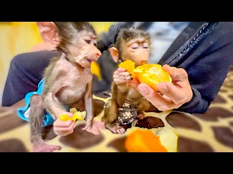 Маня больше всего любит мандарины и готова их ОТБИРАТЬ у Степашки)