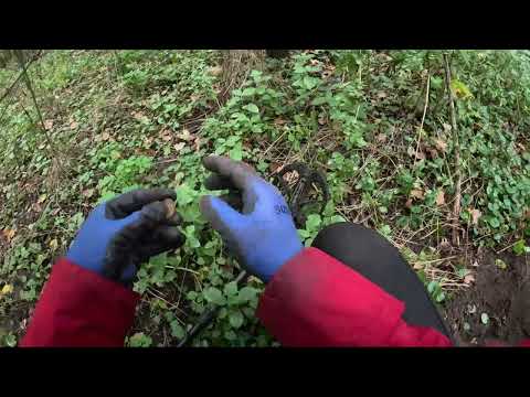 в поисках закладок хомячков-десидентов