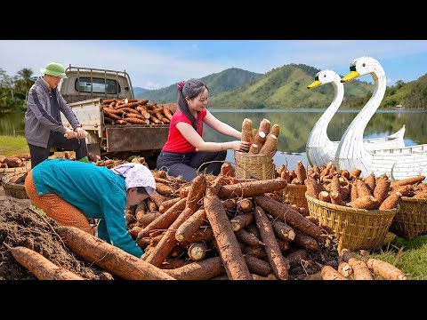 Truck Trip Buying Cassava from Villagers, Selling at Market & Helping Thanh Thanh Move House