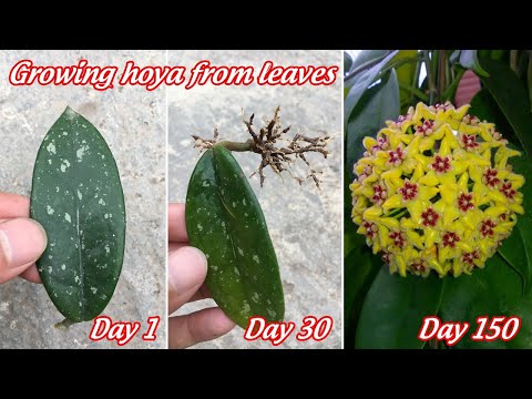 How to grow hoya from leaves | growing hoya from cuttings | propagate hoya from leaves