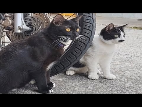 CATS: Totally Bonkers and Wildly Hilarious