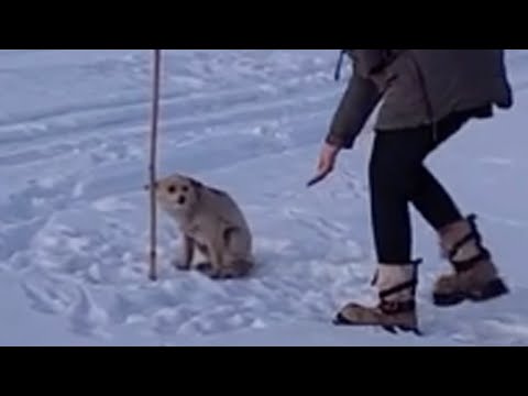 It was -12°C cold, she was shivering lying on the snow, her pitiful eyes looking around for help
