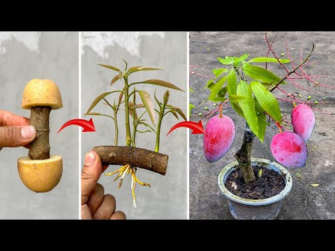 New Technique Using Potatoes Stimulates Mango Roots To Grow Super Fast So The Tree Bears More Fruit