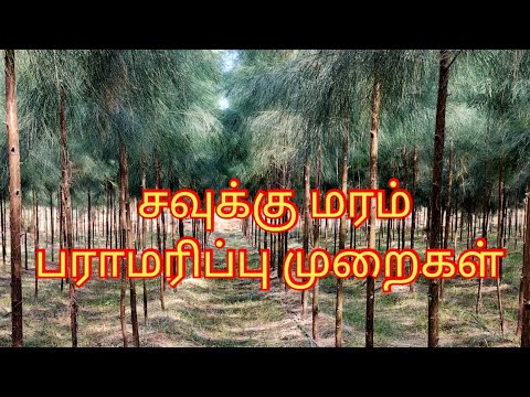 #சவுக்கு மரங்களை நட்டு பராமரிக்கும் முறைகள்/#casuarina tree plantation in Tamil/#pudumai vivasaye