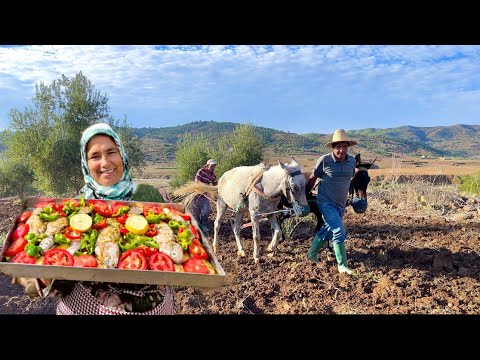 حرث الفول بطريقة تقليدية و تحضير السمك في الفرن