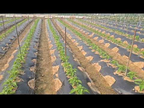 200평에서 3가마 먹은 참깨 밭