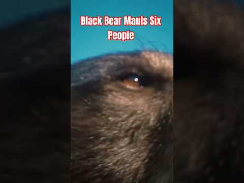 This Bear was RELENTLESS