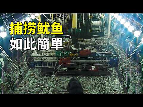 魷魚的秘密，出海捕撈大開眼界