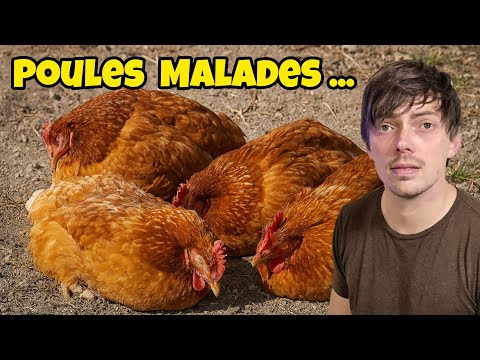 Mes poules sont très MALADES.. et je règle définitivement le problème de RENARD #reolink