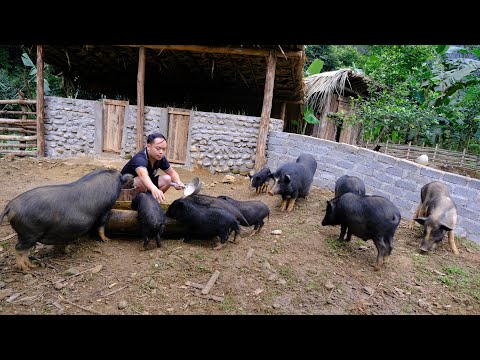 Duog's bought a lot more pigs from the highland market (Pig family)