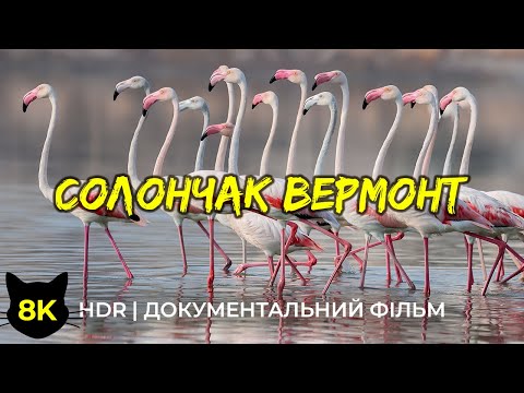 Дика природа Африки - #10 | 8K HDR Документальний фільм про дивовижних птахів солончаку Вермонт