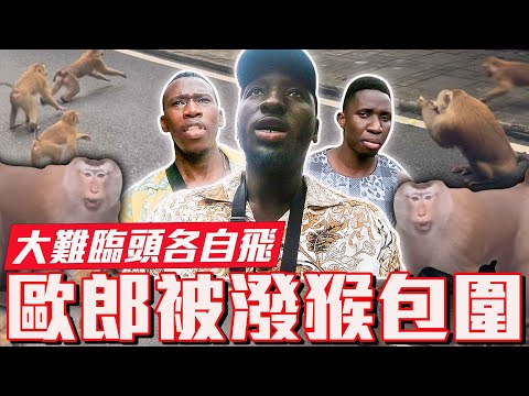 非洲黑人看到猴子比看到獅子跑得還快！普吉島兄弟落難不救？｜泰國4天3夜4人10萬挑戰 DAY2