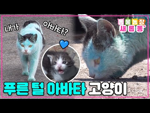 [#새롭동물농장] 파란색 털을 가진 신기한 고양이?!💙 아바타 고양이의 미스터리🙀 / EP.1177 #TV동물농장 #AnimalFarm #SBSstory