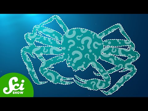 The Mysterious Disappearance of 10 Billion Alaskan Crabs