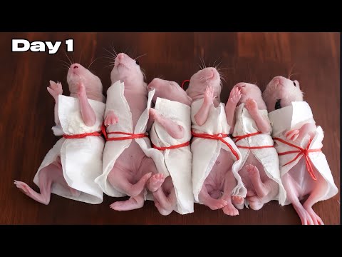 Raising 20 Newborn Rabbits for 20 Days — What Happened | The First 20 Days of Newborn Animals