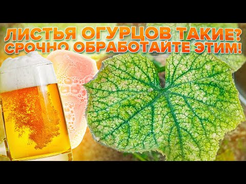 ПАУТИННЫЙ КЛЕЩ НА ОГУРЦАХ. ОБРАБОТАЙТЕ ОГУРЧИКИ СРОЧНО ЭТИМ! ТОП СРЕДСТВ ОТ ПАУТИННОГО КЛЕЩА