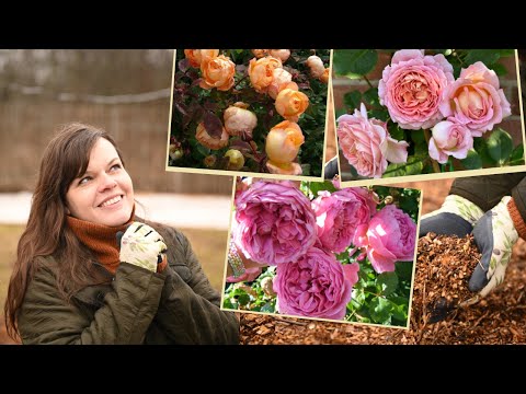 Готовлю сад к посадке 100 роз без перекапывания и прополки!