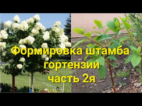 Формируем штамб гортензии.Убираем лишнее.