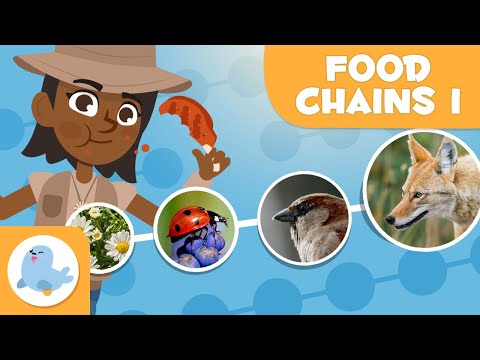 FOOD CHAINS for Kids 🌱⬅🐝⬅🐦⬅🐺 Trophic Levels 🌼 Episode 1