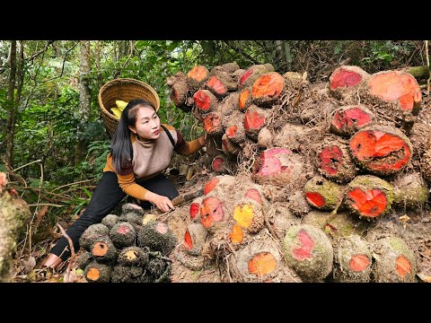 Harvesting brown tubers from the mountains bring them to the market to sell - Ly Thi Tam