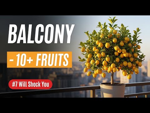 Top 10 Fruit Trees That Thrive in Pots and Small Spaces.