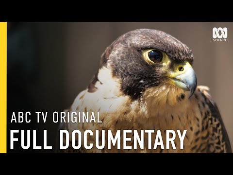 The Secret Lives of Melbourne's City Birds | FULL DOCUMENTARY