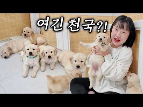 동생 집에 강아지가 9마리가 됐어요...너무 귀여워요..