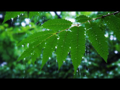 심신을 정화하는 432Hz 힐링 명상음악 🎵 에너지 치유·마음 안정 사운드테라피