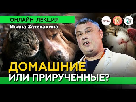 Домашние или прирученные? Собачки, котики, лошадки и др. Иван Затевахин #Онлайн_лекция