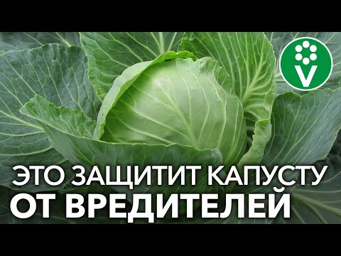 Почему на моей КАПУСТЕ НЕТ ВРЕДИТЕЛЕЙ? 3 АБСОЛЮТНО БЕЗОПАСНЫХ способа борьбы!