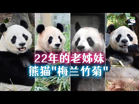 熊猫界的梅兰竹菊，22年老姊妹，分隔三地都健在，曾和草草是同届同学