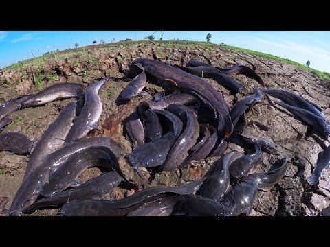 Wow Amazing Fishing - A fisherman catch a lot of fish and pick eggs by lucky hand in a pool in field