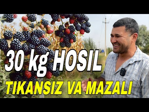 “Tikansiz Yangi Yejevika NAVI – Bir tupidan 30 kg HOSIL! | Farg‘ona Quvasoy”
