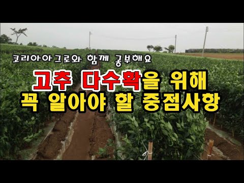 고추 다수확을 위해 미리 알아야하는 중점사항은?