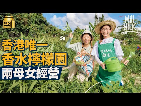 #MM|母女經營元朗5萬呎獨有香水檸檬園 挑戰半天農夫生活 親手摘本地有機蔬菜 農二代接手轉型教育下一代:「香港人食香港菜」|#旅遊止癮 #4K
