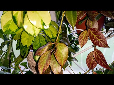 💙💛Хойи, которые растут на подоконнике без досветки! Ожил пень хойи Nong Nooch!